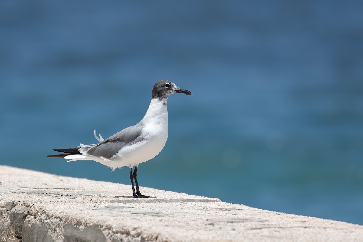 Aztekenmöwe - ML646878142