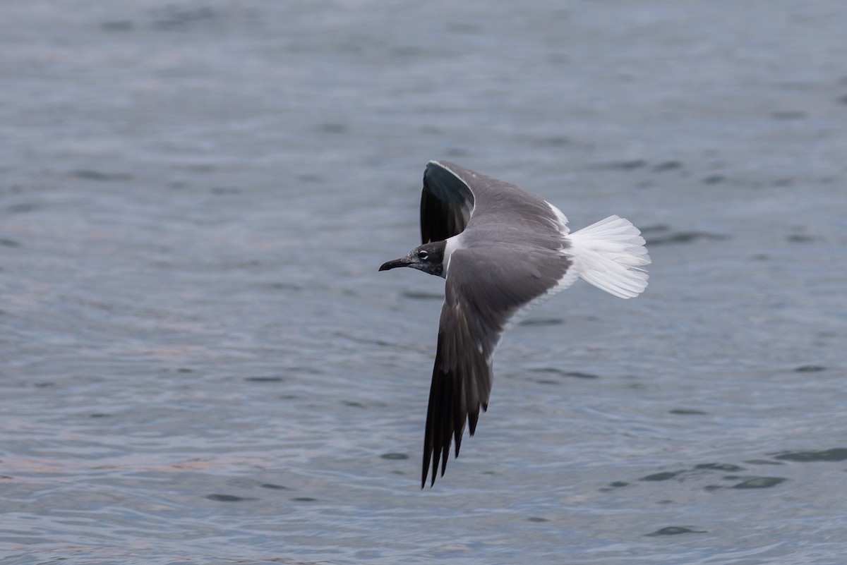 Aztekenmöwe - ML646878143