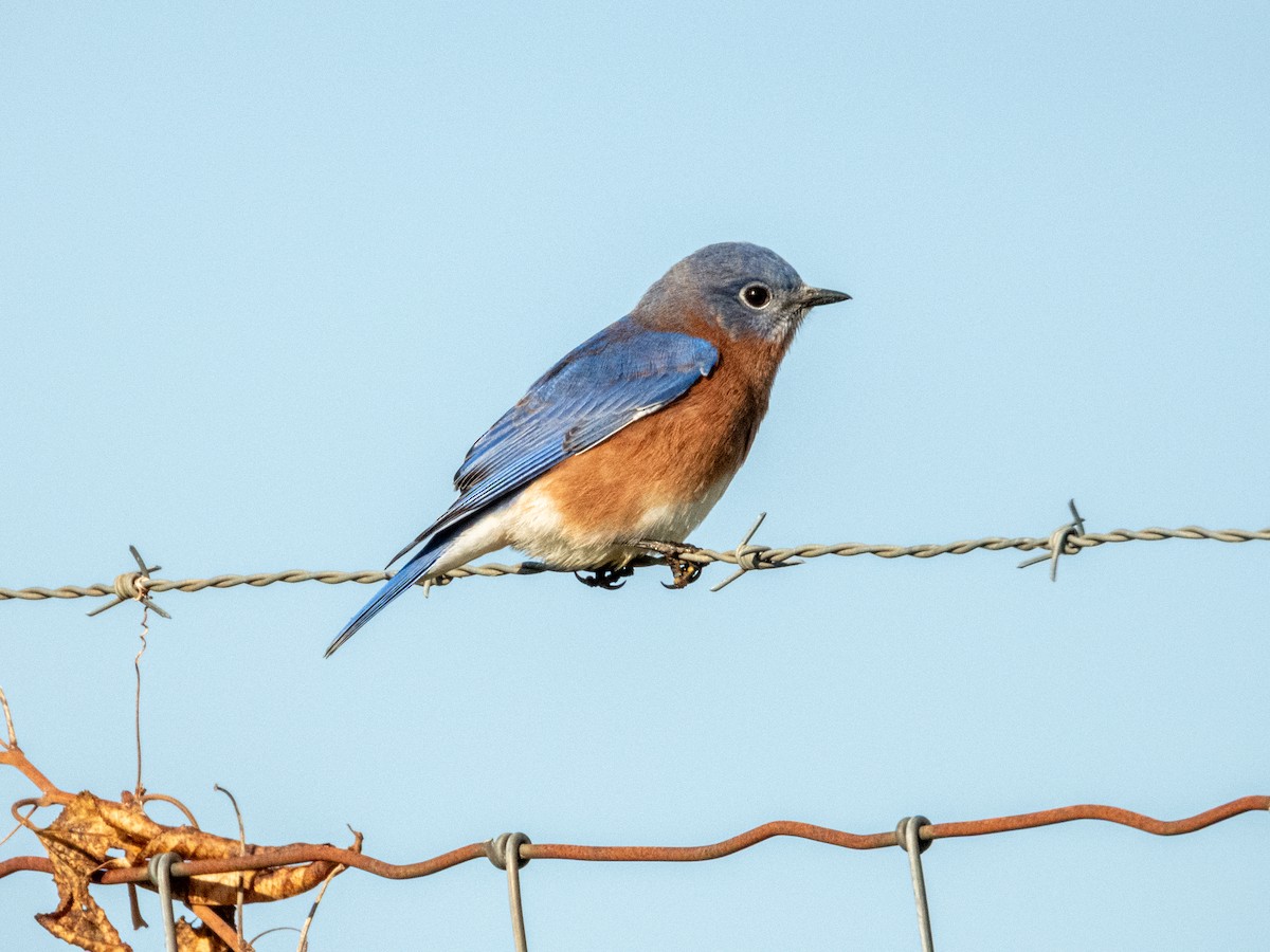 Rotkehl-Hüttensänger - ML646878144