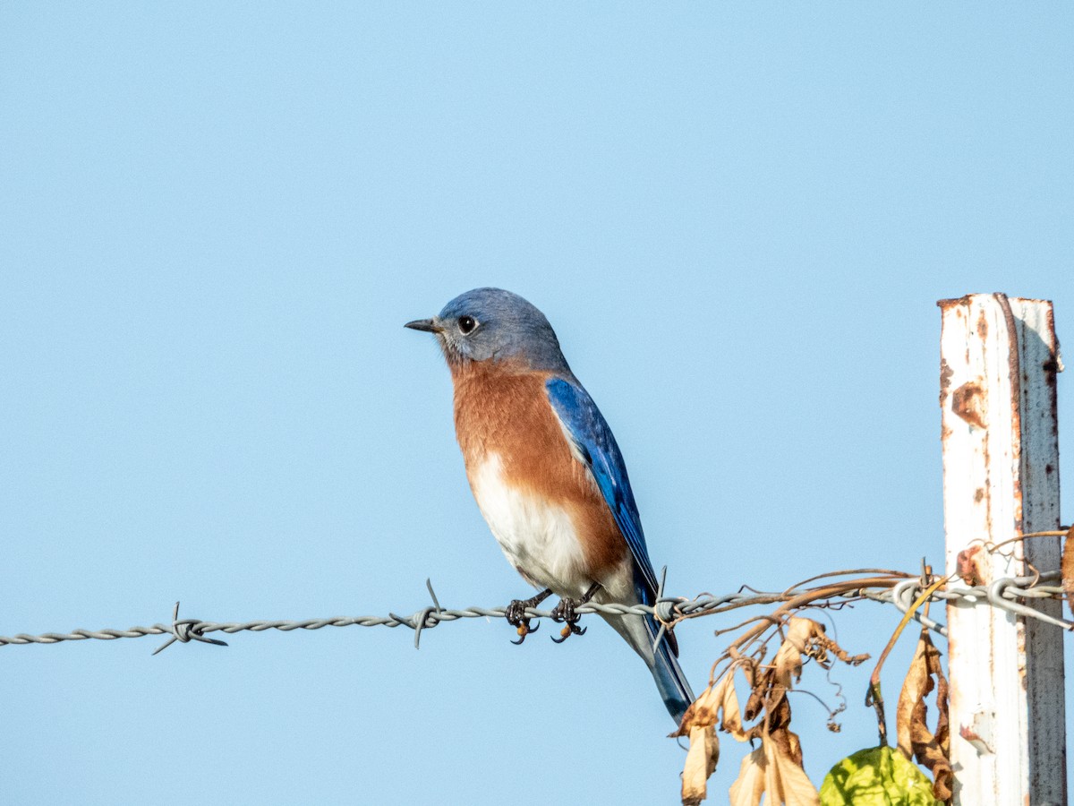 Rotkehl-Hüttensänger - ML646878148