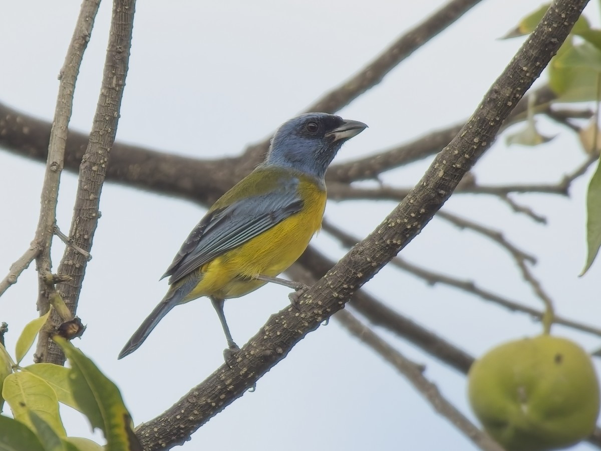 Schwarzstirntangare - ML646878149