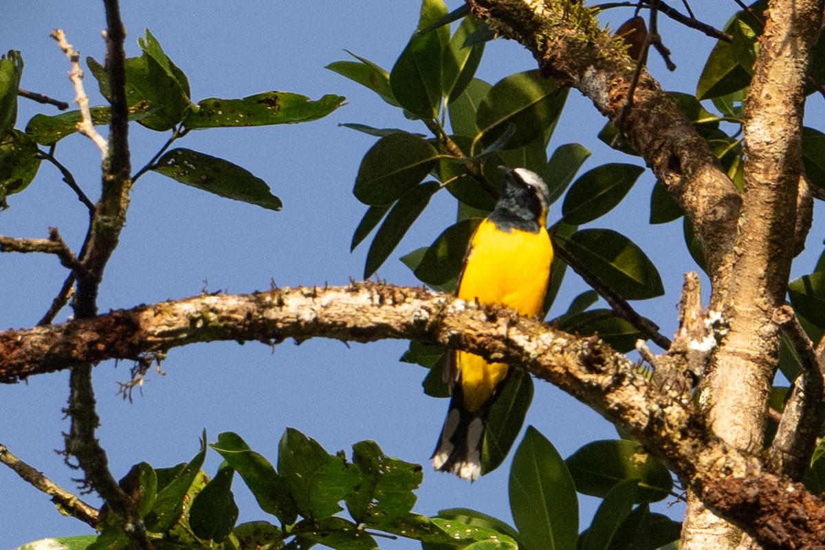 Goldraupenfänger - ML646878150