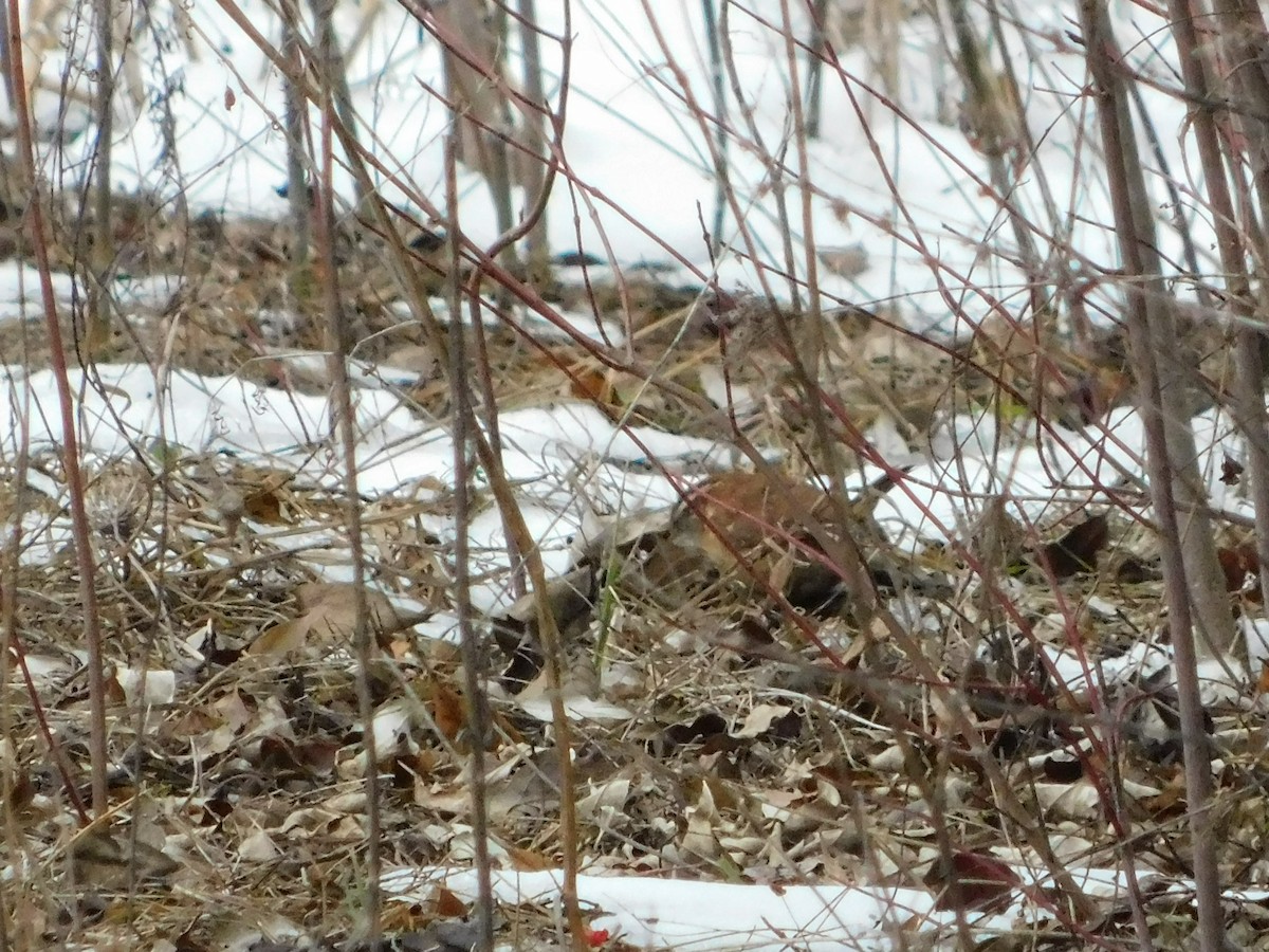 Carolinazaunkönig - ML646878151