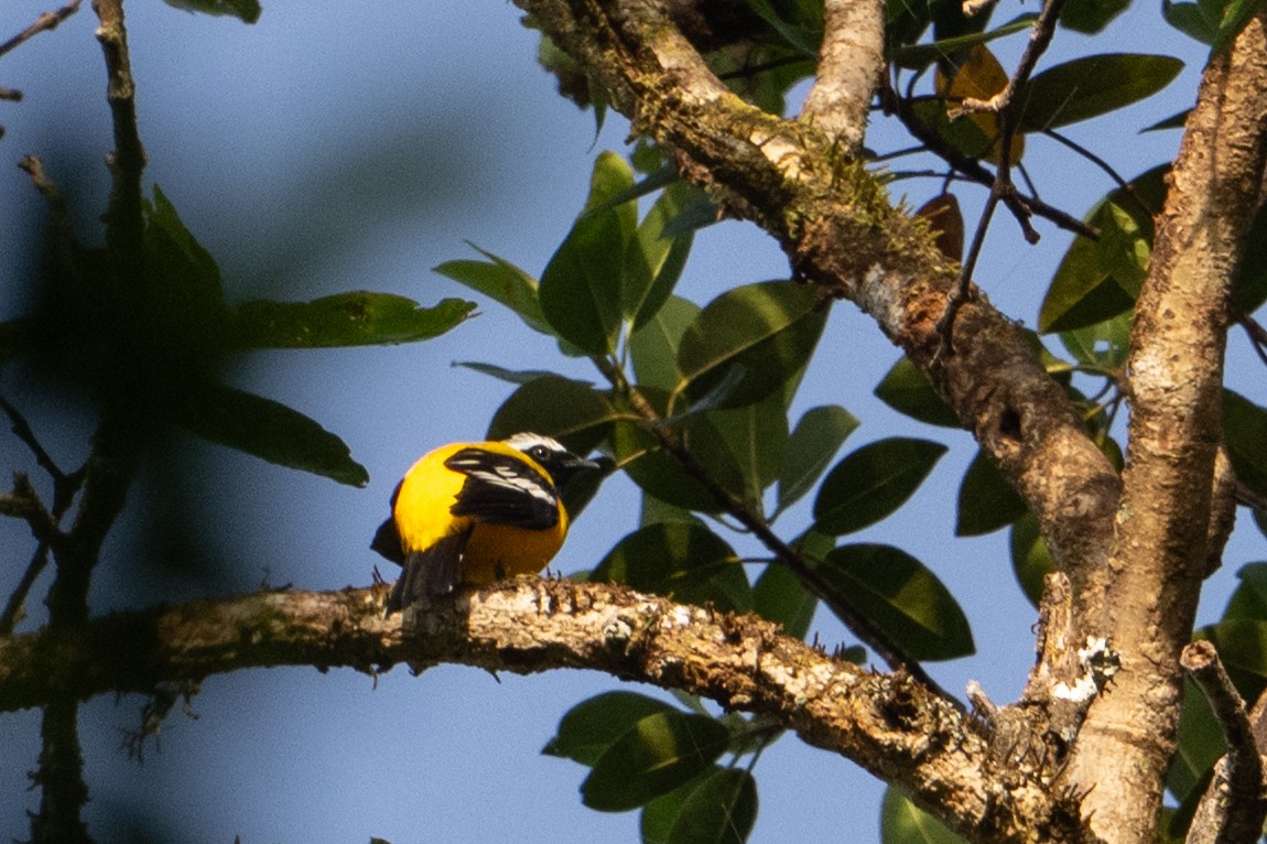 Goldraupenfänger - ML646878152