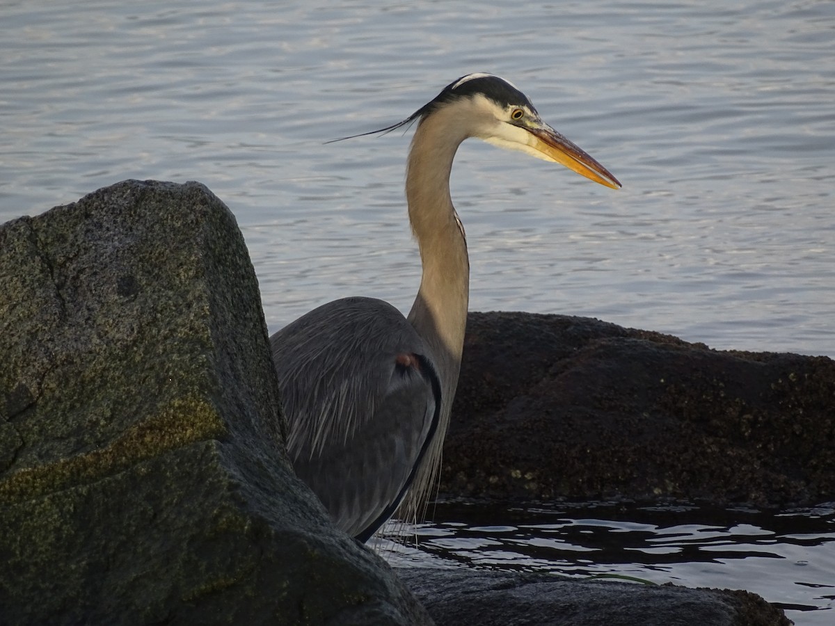 Kanadareiher - ML646878153