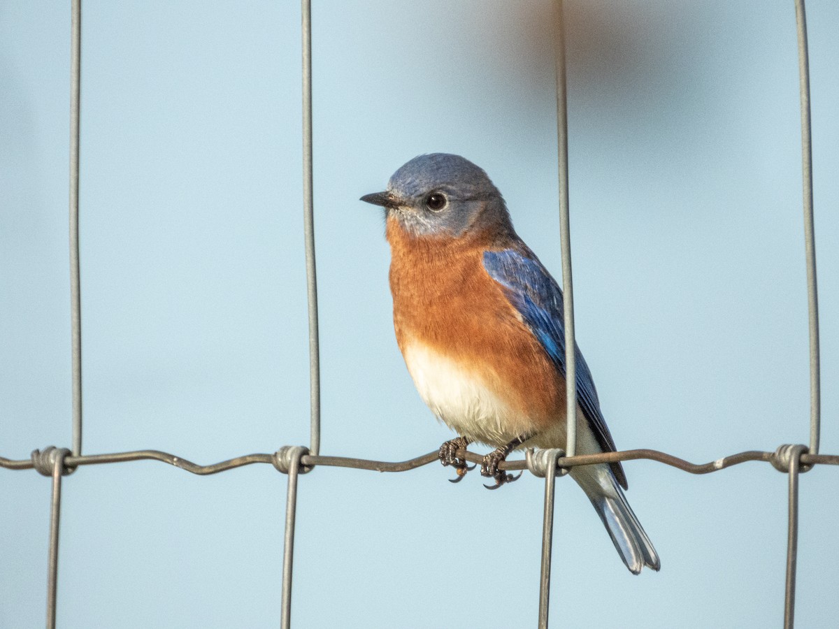 Rotkehl-Hüttensänger - ML646878154