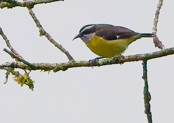 Zuckervogel - ML646878156