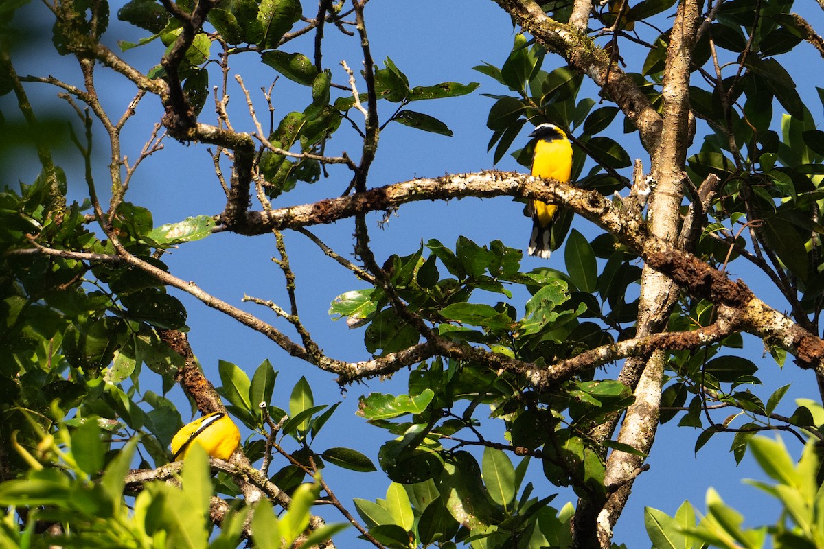 Goldraupenfänger - ML646878157