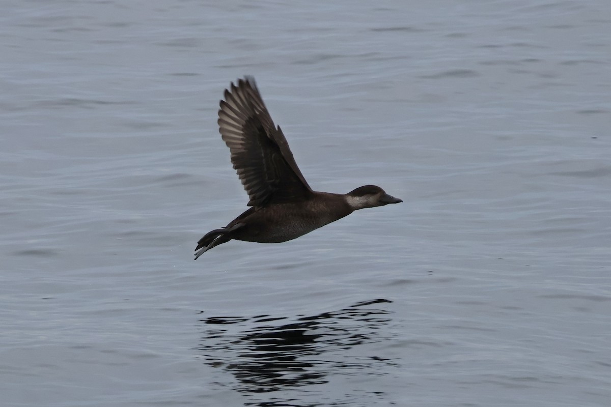 Pazifiktrauerente - ML646878162