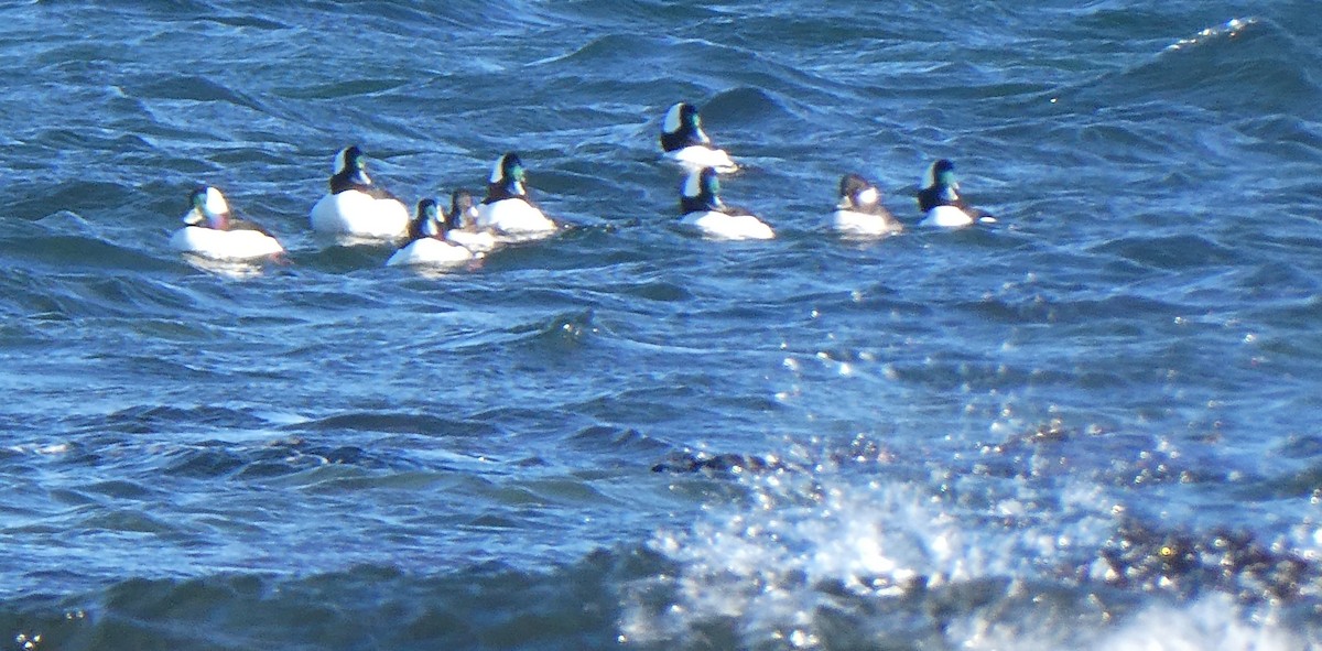 Büffelkopfente - ML646878163