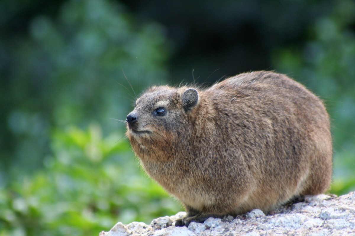 蹄兔目 - ML646878164