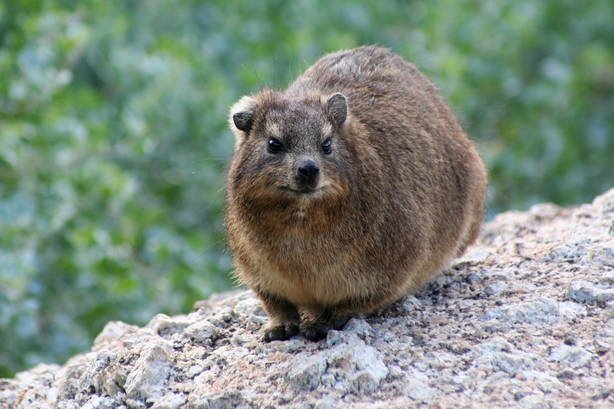 蹄兔目 - ML646878165