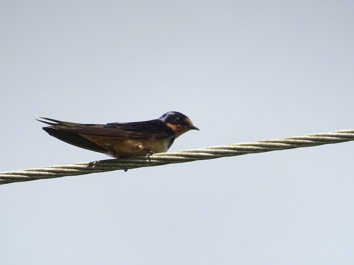 Rauchschwalbe - ML646878166