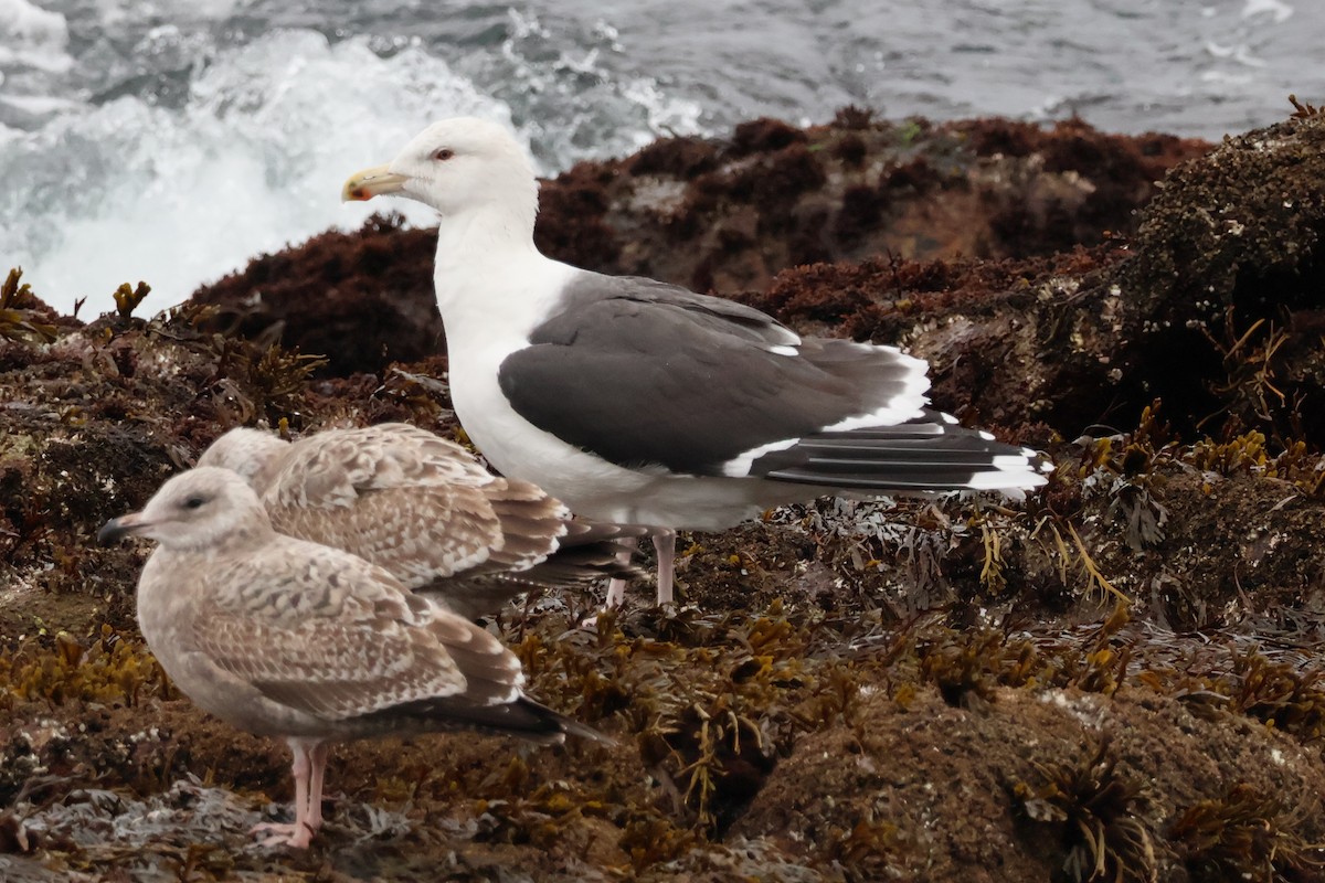 Mantelmöwe - ML646878167