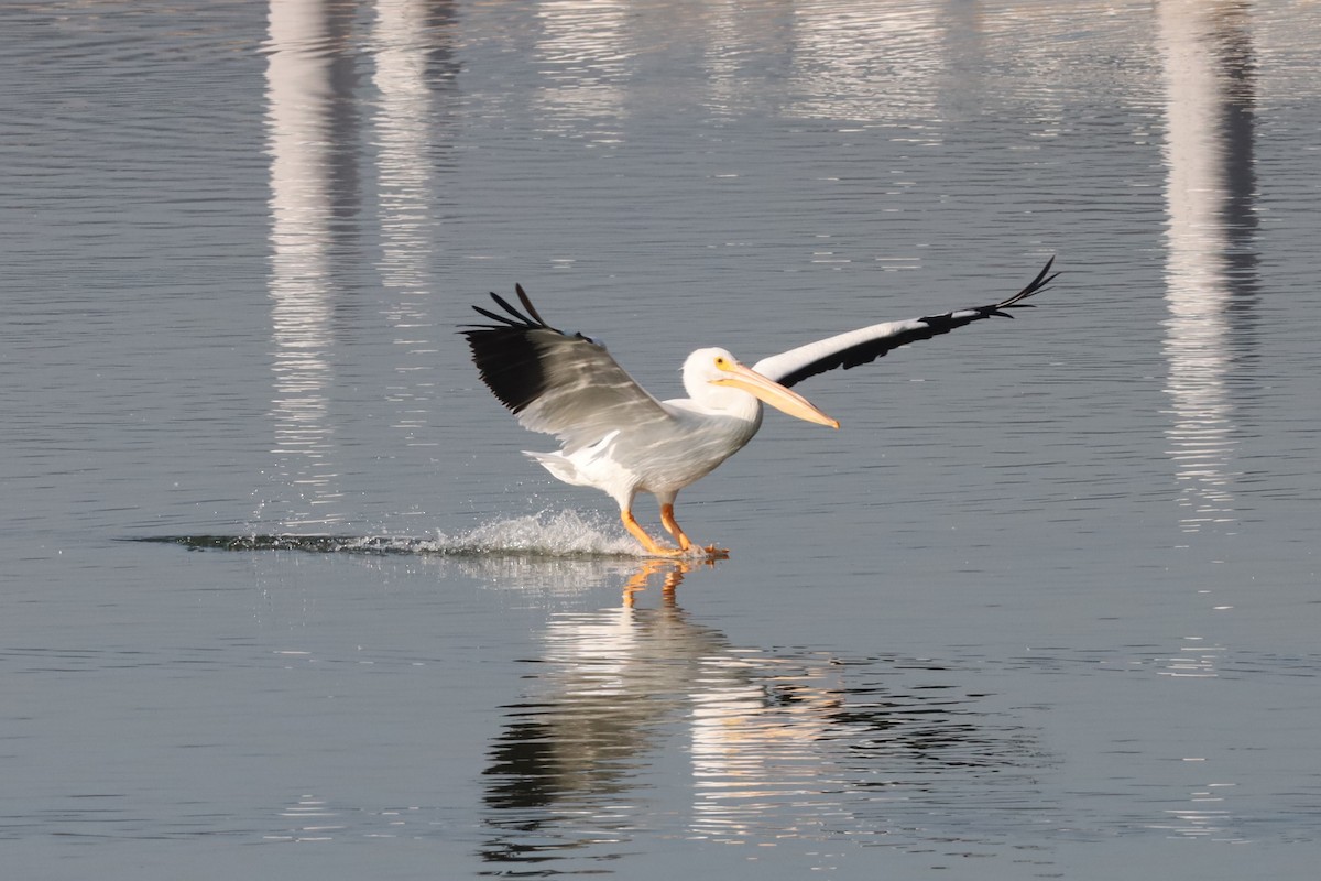 Nashornpelikan - ML646878168