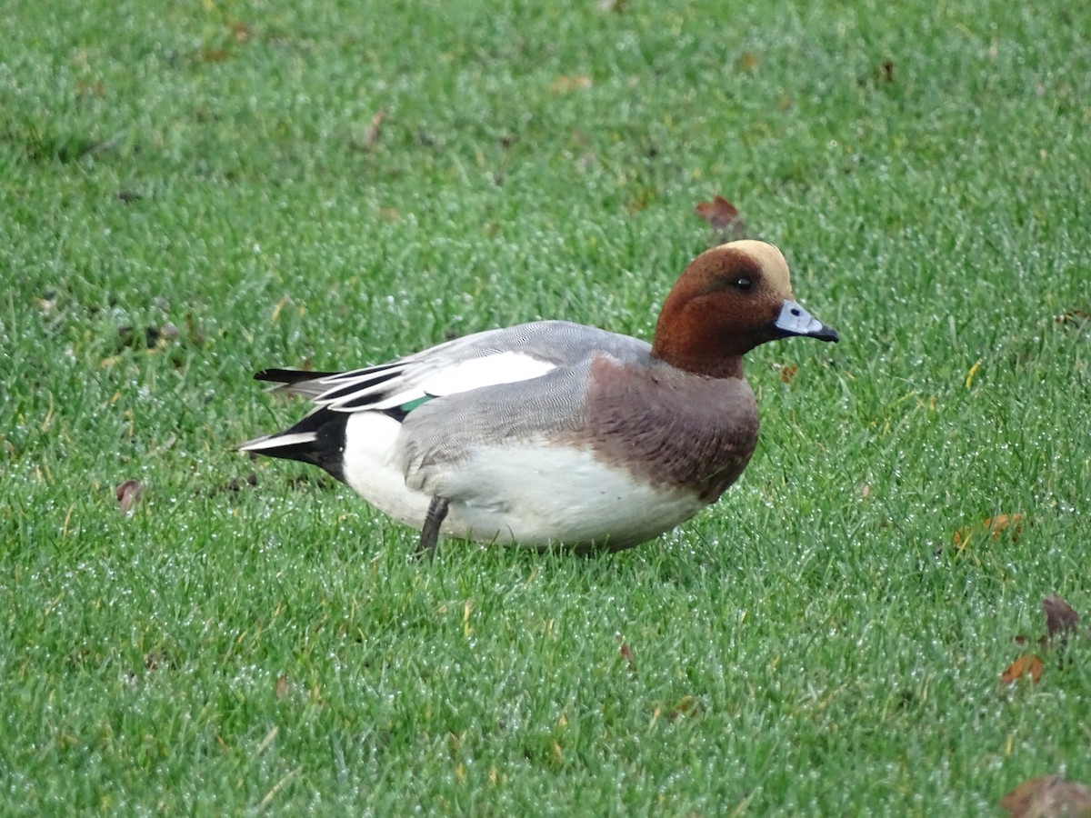 Pfeifente - ML646878169