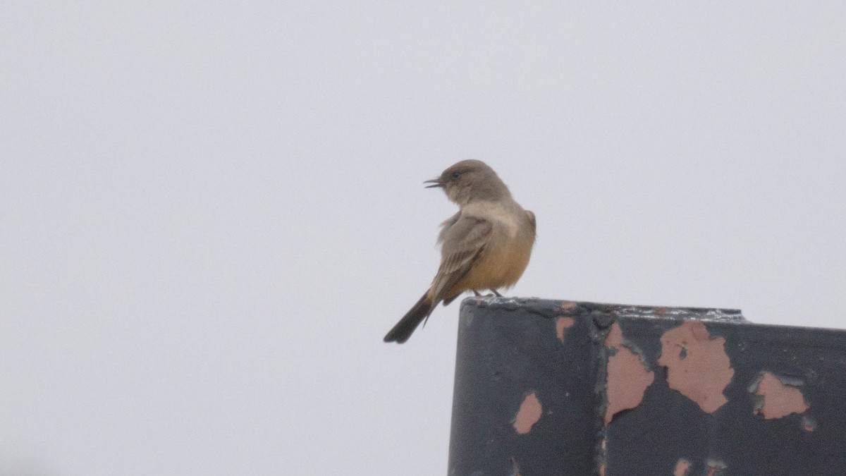 Say's Phoebe - ML646878170