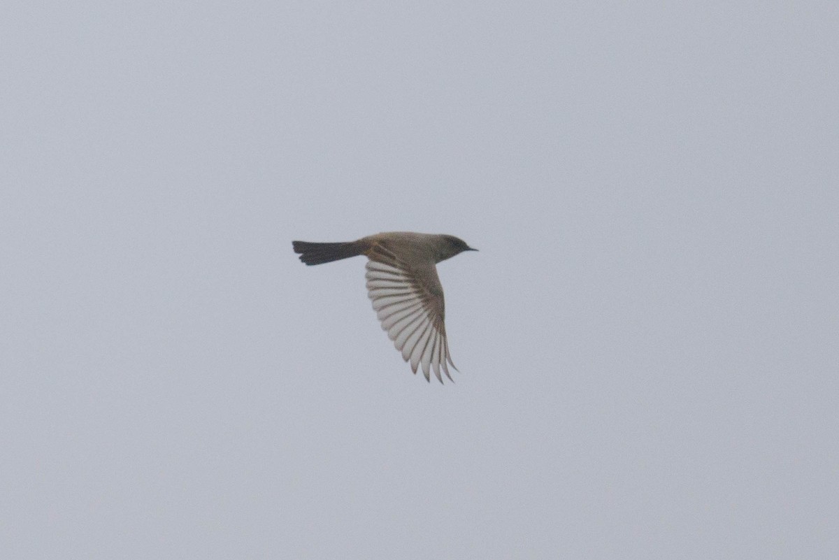 Say's Phoebe - ML646878171