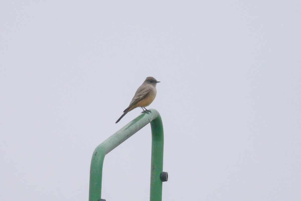 Say's Phoebe - ML646878172