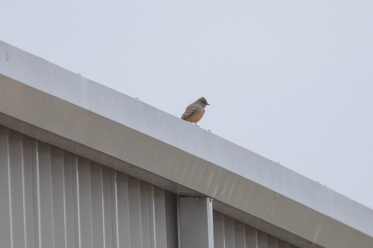 Say's Phoebe - ML646878173