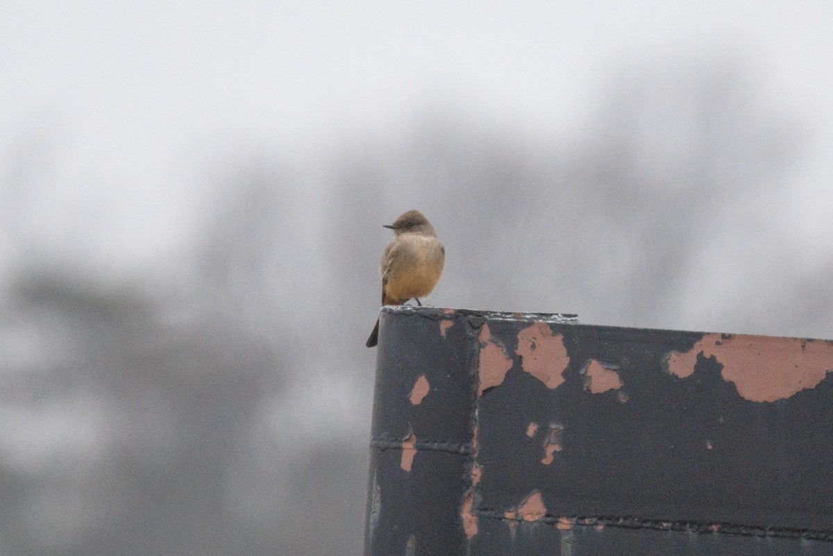 Say's Phoebe - ML646878174