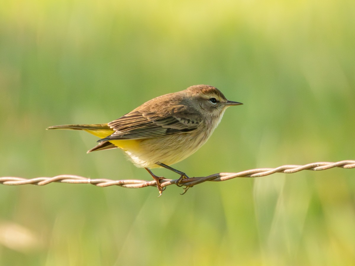 Palmenwaldsänger - ML646878175