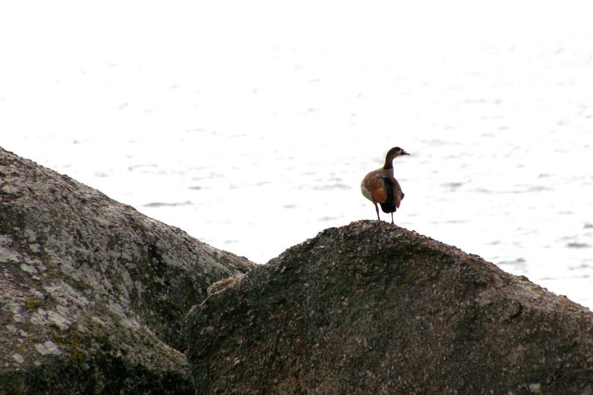 埃及雁 - ML646878180