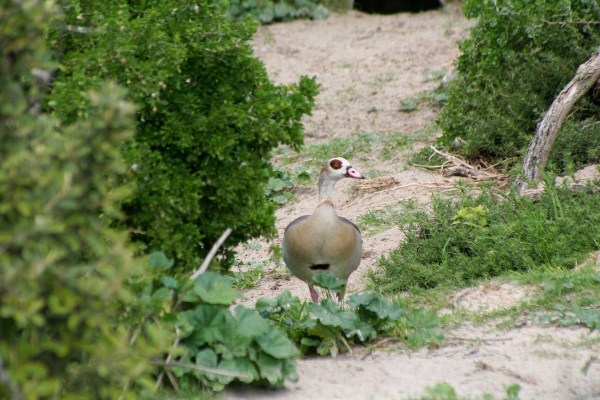 埃及雁 - ML646878181