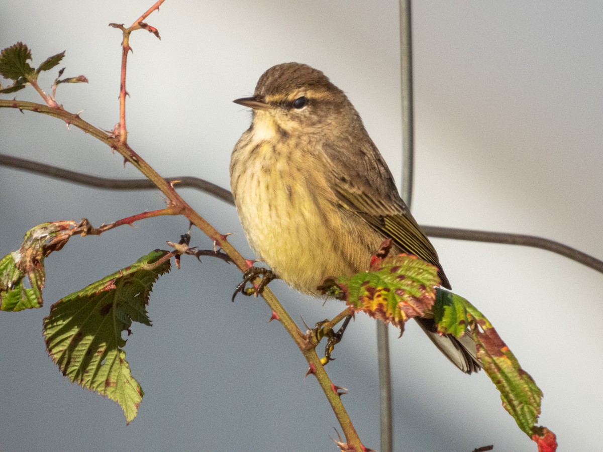 Palm Warbler - ML646878187