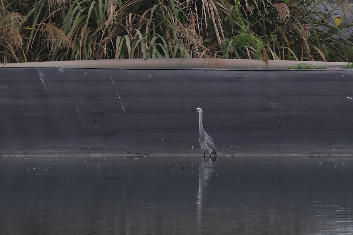 Seidenreiher - ML646878189