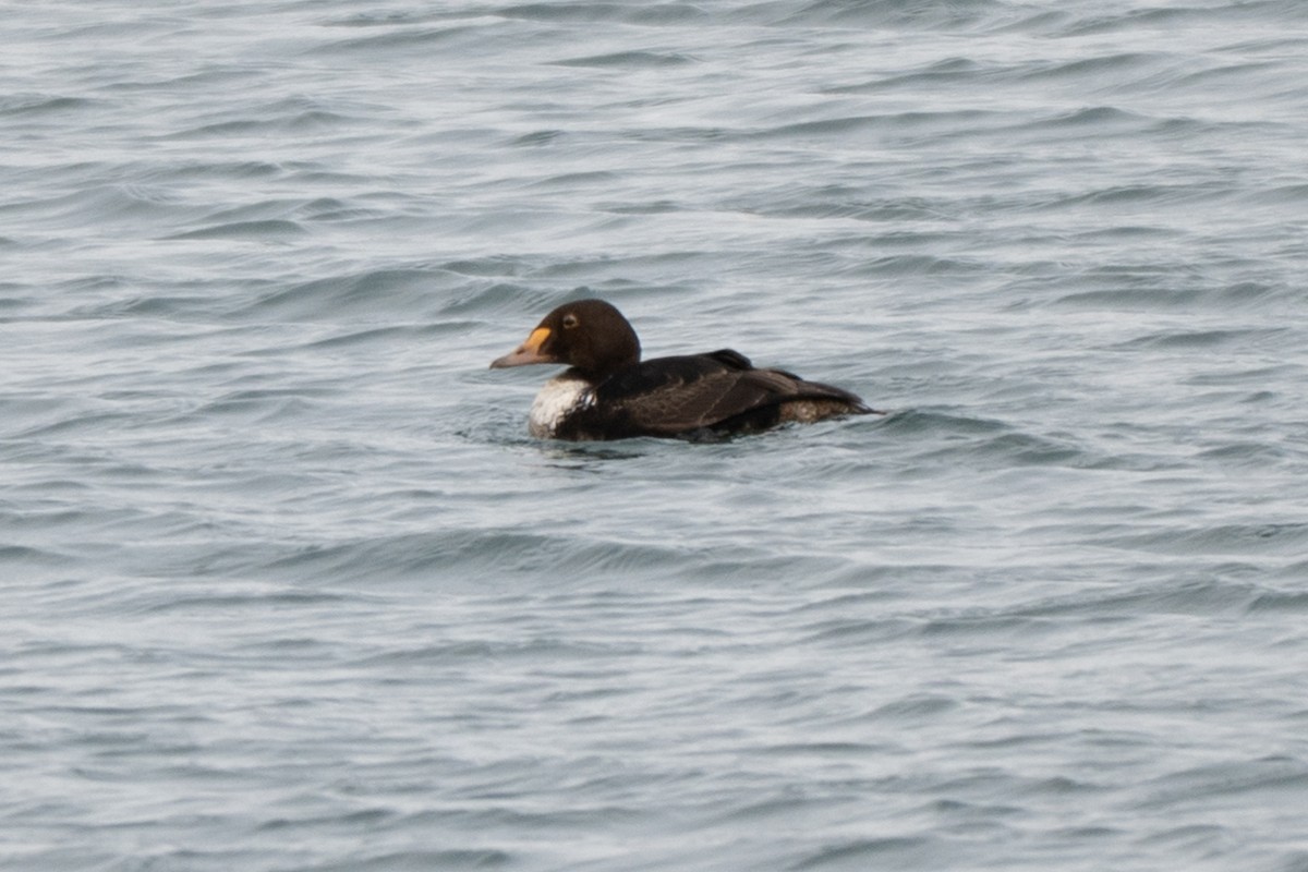 kajka královská - ML646878191