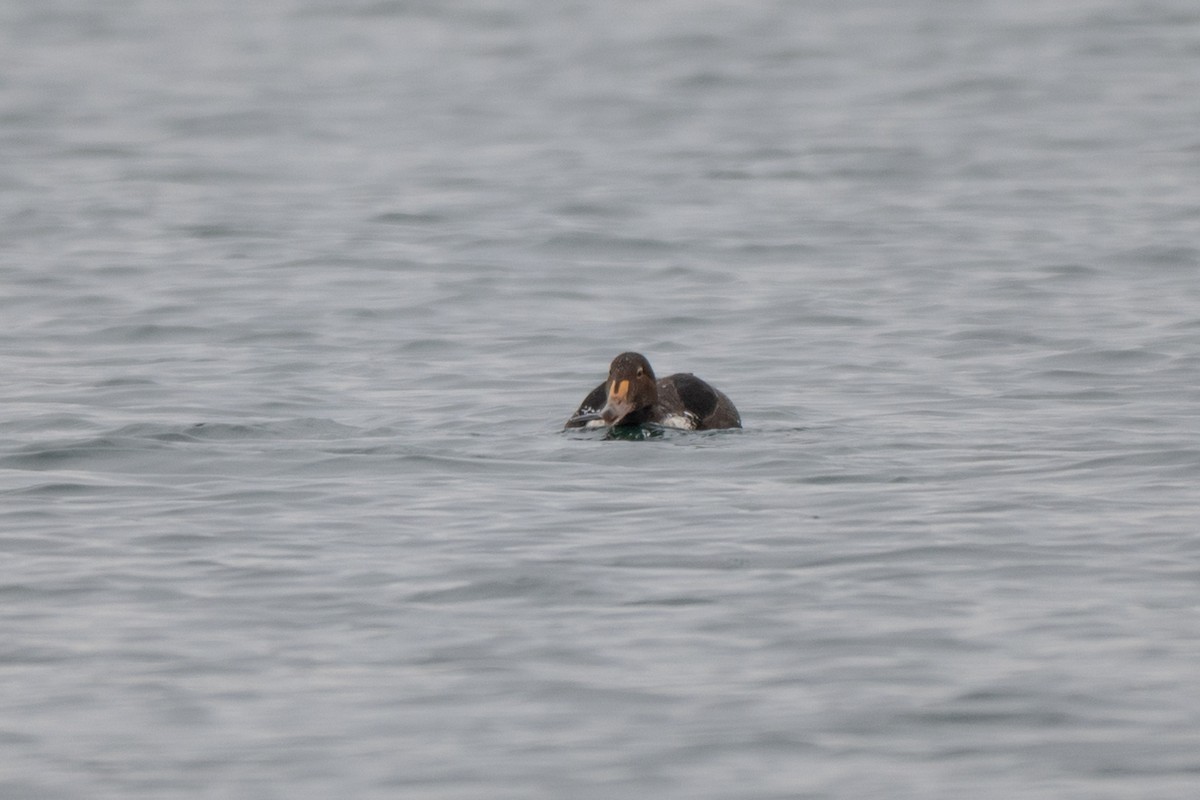 kajka královská - ML646878192