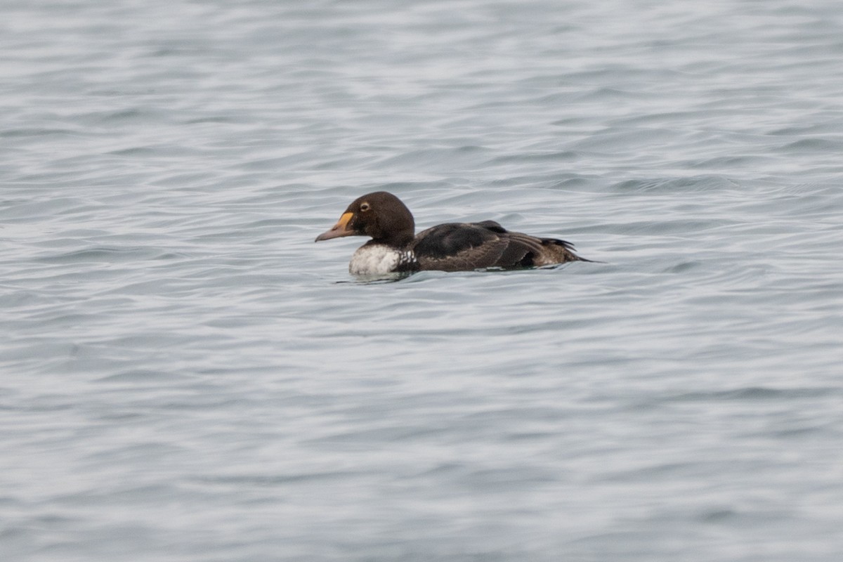 kajka královská - ML646878193