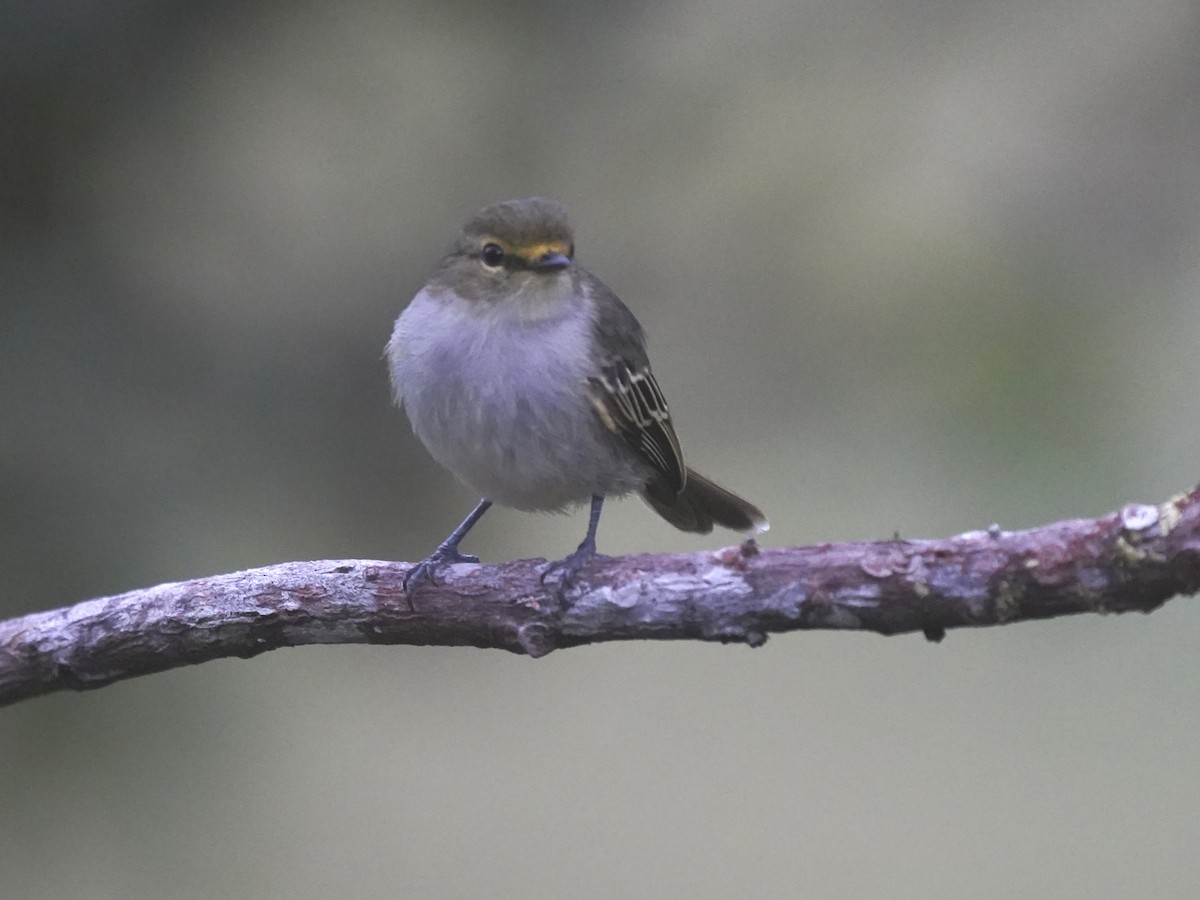 Golden-faced Tyrannulet - ML646878196