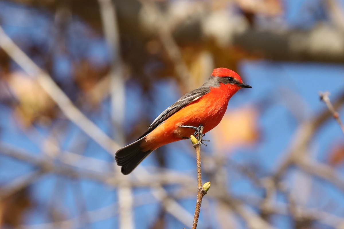 Vermilion Flycatcher - ML646878198