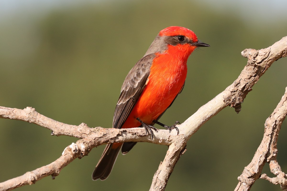 Vermilion Flycatcher - ML646878199