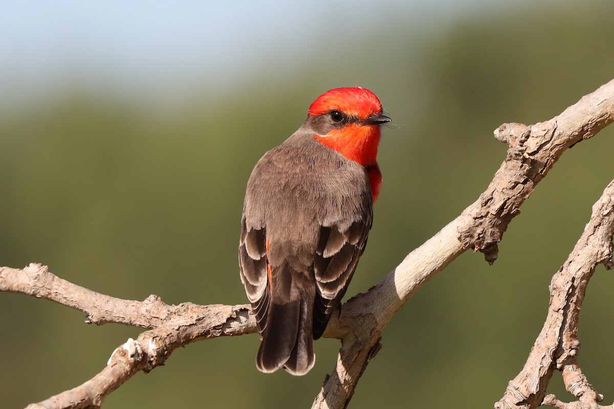 Vermilion Flycatcher - ML646878200