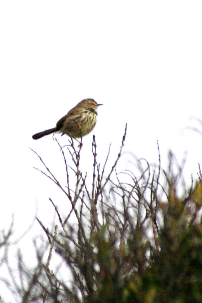 Karoo Prinia - ML646878206