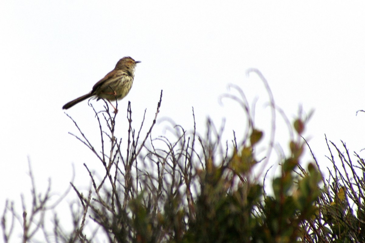 Karoo Prinia - ML646878207