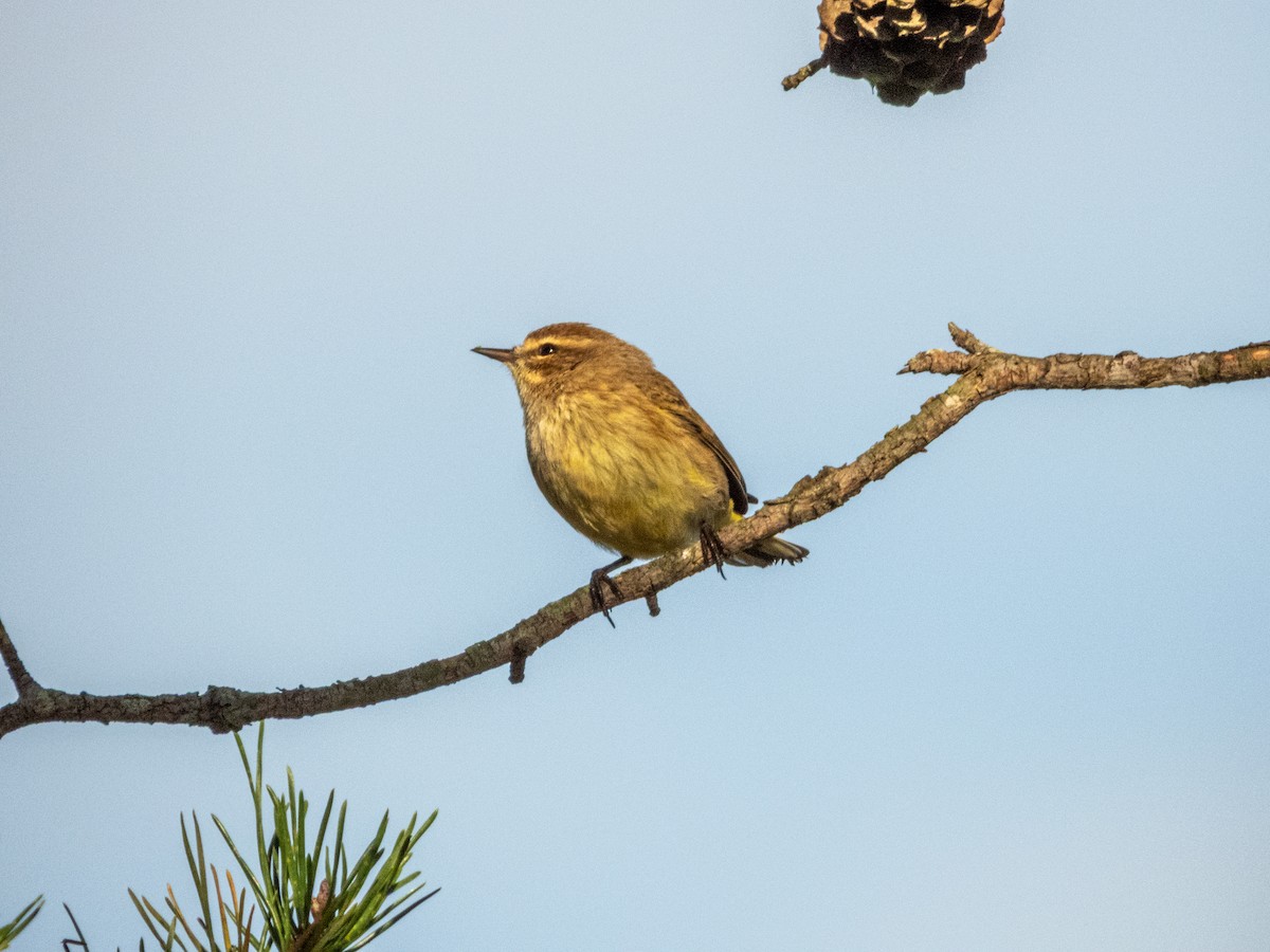 Palm Warbler - ML646878210