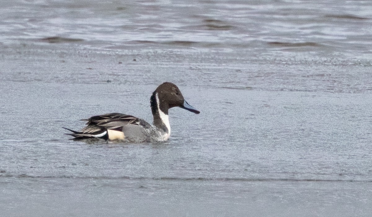 Шилохвіст північний - ML646878211