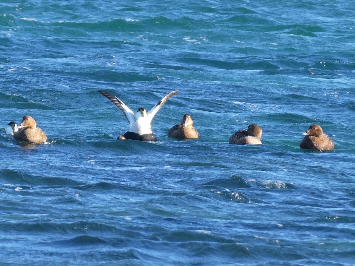 Common Eider - ML646878212