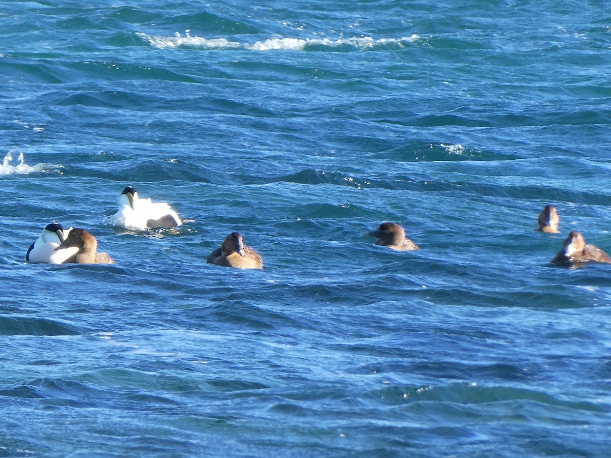 Common Eider - ML646878213