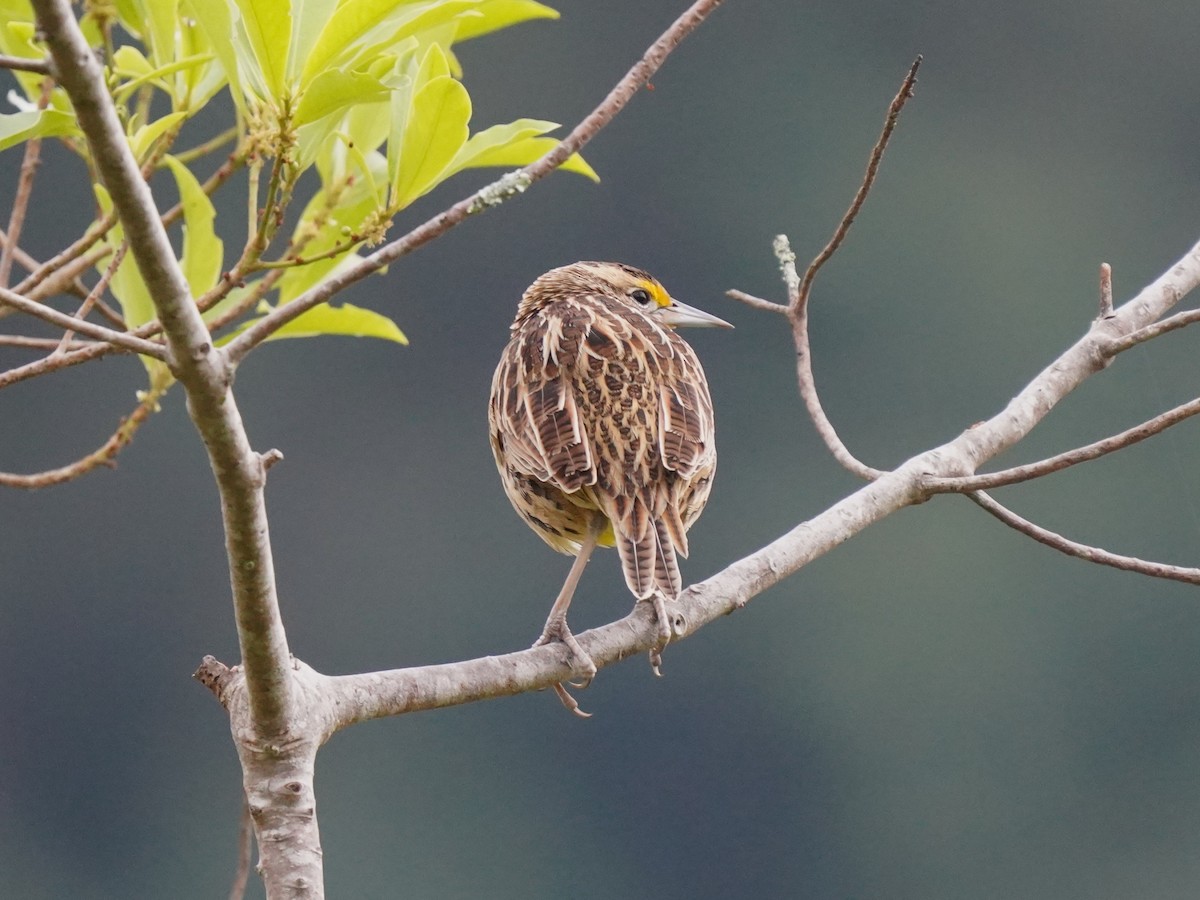 Sturnelle des prés - ML646878214