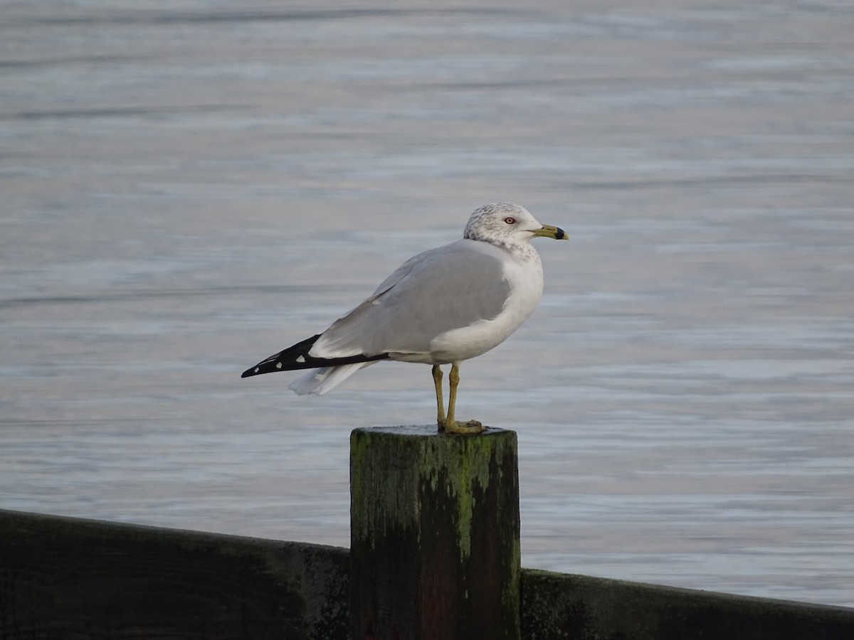 Мартин делаверський - ML646878215