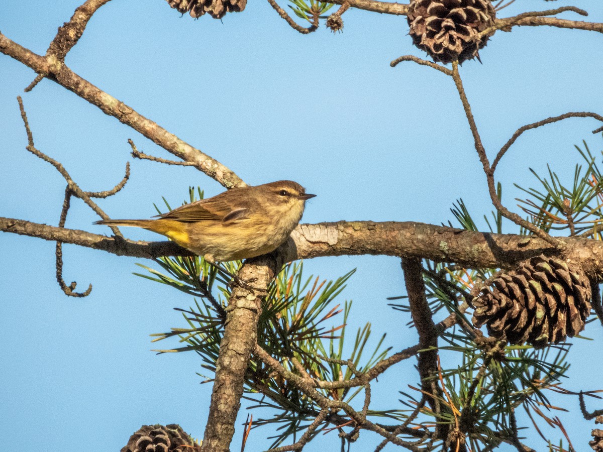 Palm Warbler - ML646878216
