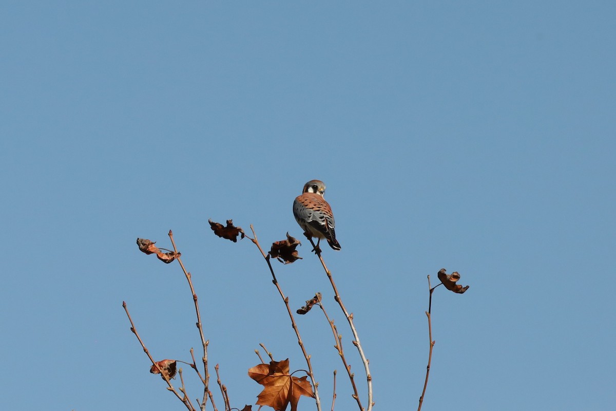 American Kestrel - ML646878217