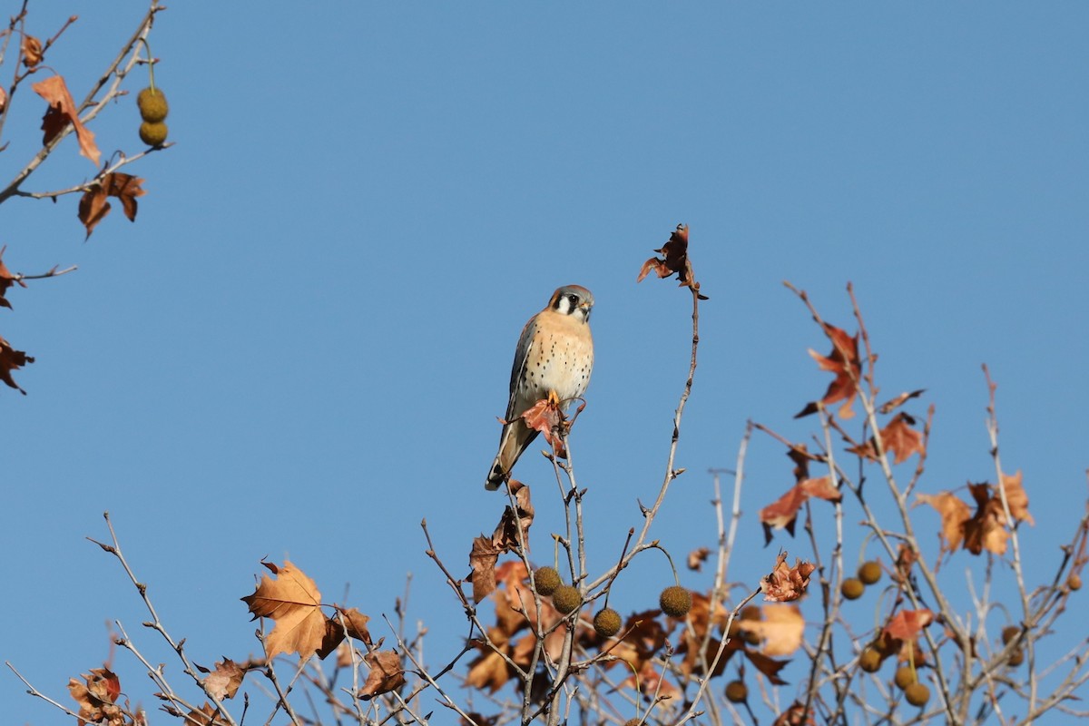 American Kestrel - ML646878218