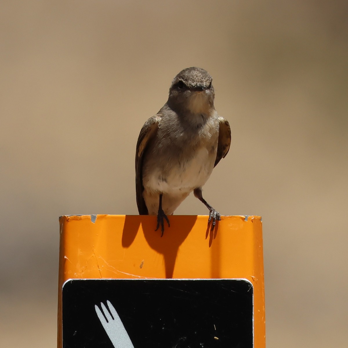 Avustalya Şakıcı Sinekkapanı - ML646878219