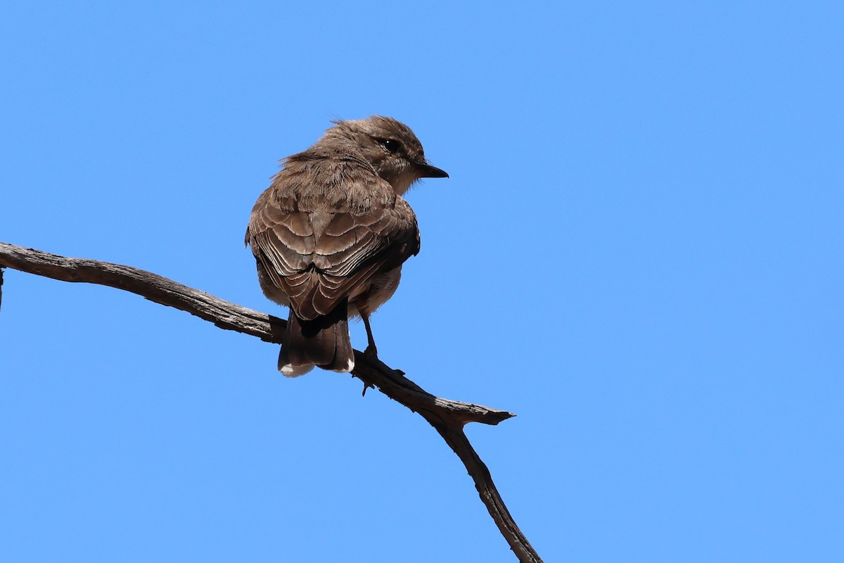 Avustalya Şakıcı Sinekkapanı - ML646878220